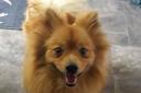 Pomeranian puppy Teddy was found in Dagenham