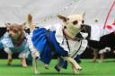 Dogs in fancy dress join the Paw Pageant catwalk at Spitalfields market.