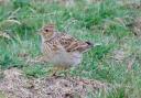 Skylarks have failed to breed successfully for several years at Wanstead Flats, according to the Wren Conservation Group.
