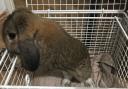 One of the rabbits that were found abandoned Gooseley Playing Fields