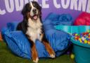 Discover different dog breeds at the event at the ExCel Centre in Royal Docks.