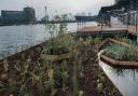The floating garden, which is about the size of a tennis court, at Royal Victoria Dock.