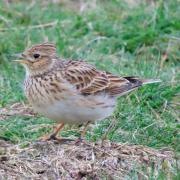 Skylarks have failed to breed successfully for several years at Wanstead Flats, according to the Wren Conservation Group.