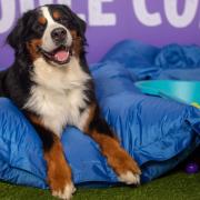 Discover different dog breeds at the event at the ExCel Centre in Royal Docks.