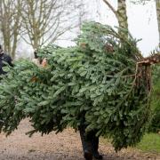 Your Christmas tree could help raise money for the Toy Appeal.