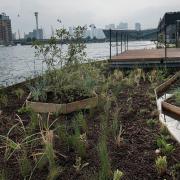 The floating garden, which is about the size of a tennis court, at Royal Victoria Dock.