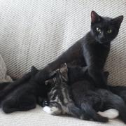 Kitty has been reunited with her five kittens after her adventure in Canning Town.