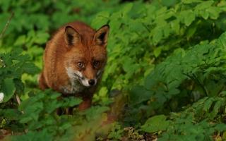 A fox was found dead in Linton Gardens, Beckton