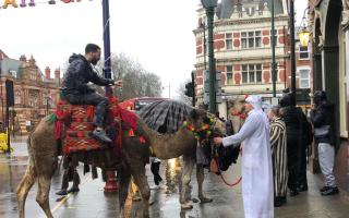 Two camels were seen in Newham High Street